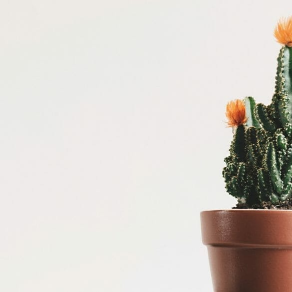 Minimalizmi temsil eden kaktüs