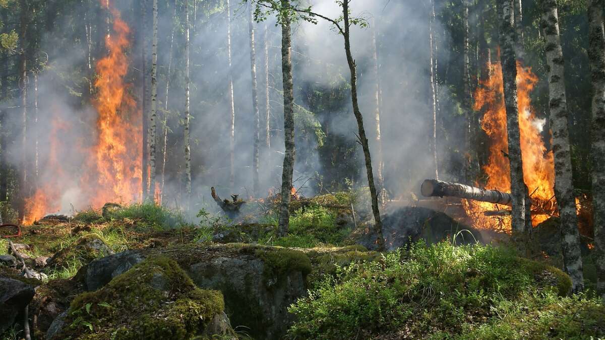 Orman Yangınları ile Nasıl Mücadele Edilir? Nasıl Önlemler Almalıyız?